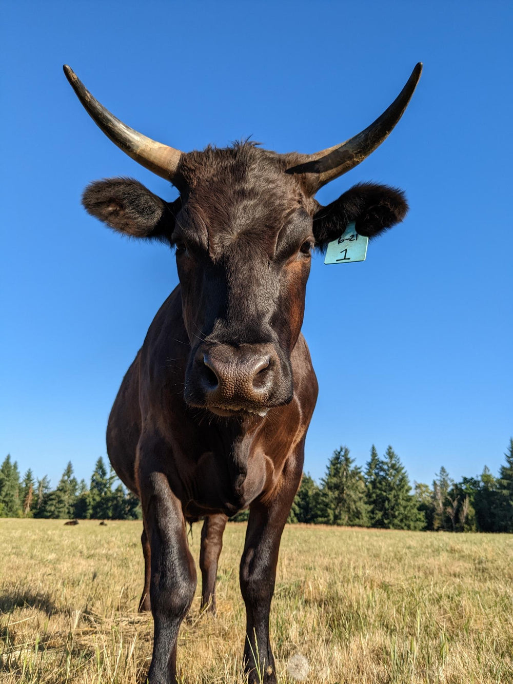 Rotational grazing, room to roam