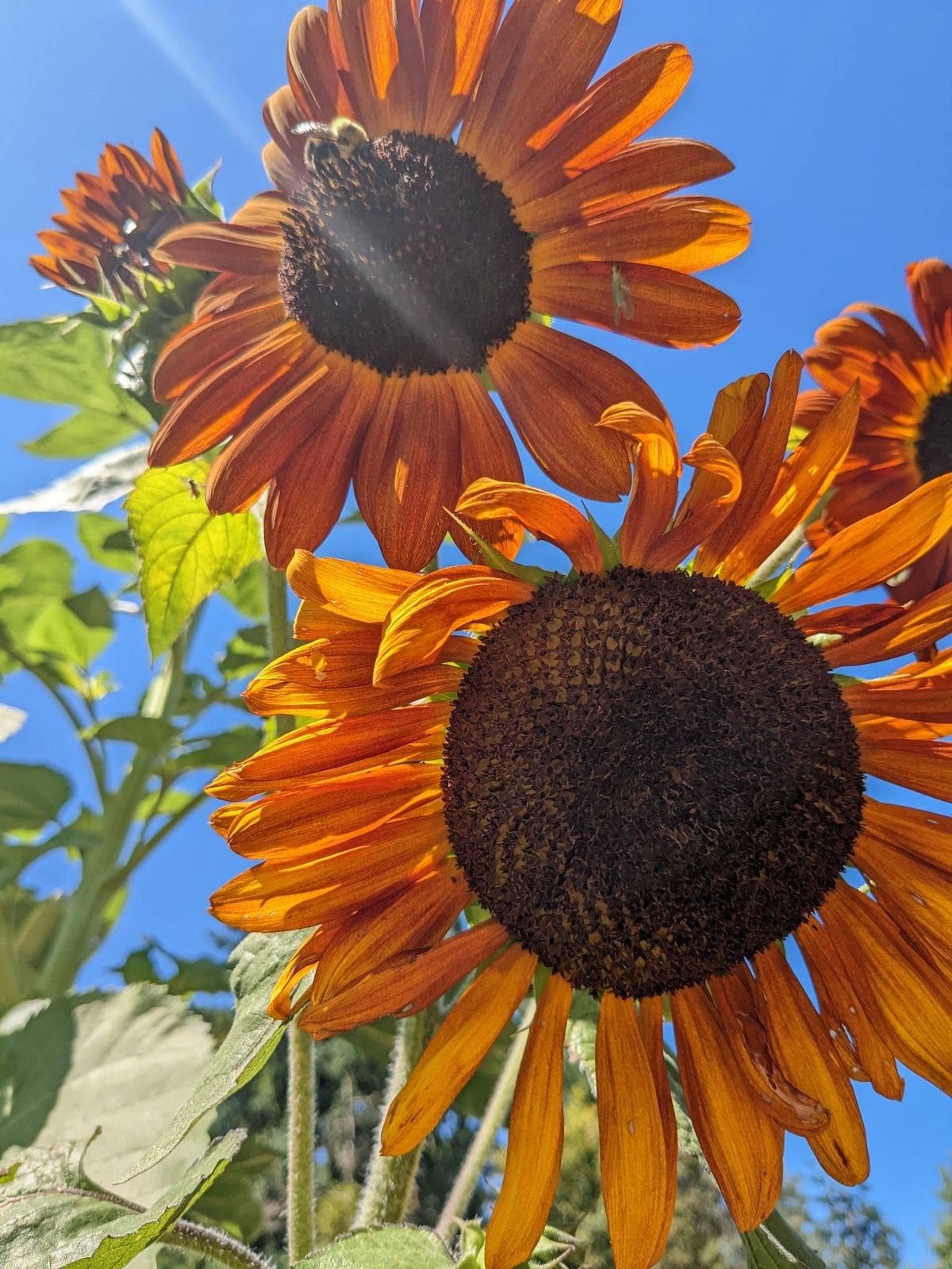 U-Cut Flower Day - August 1